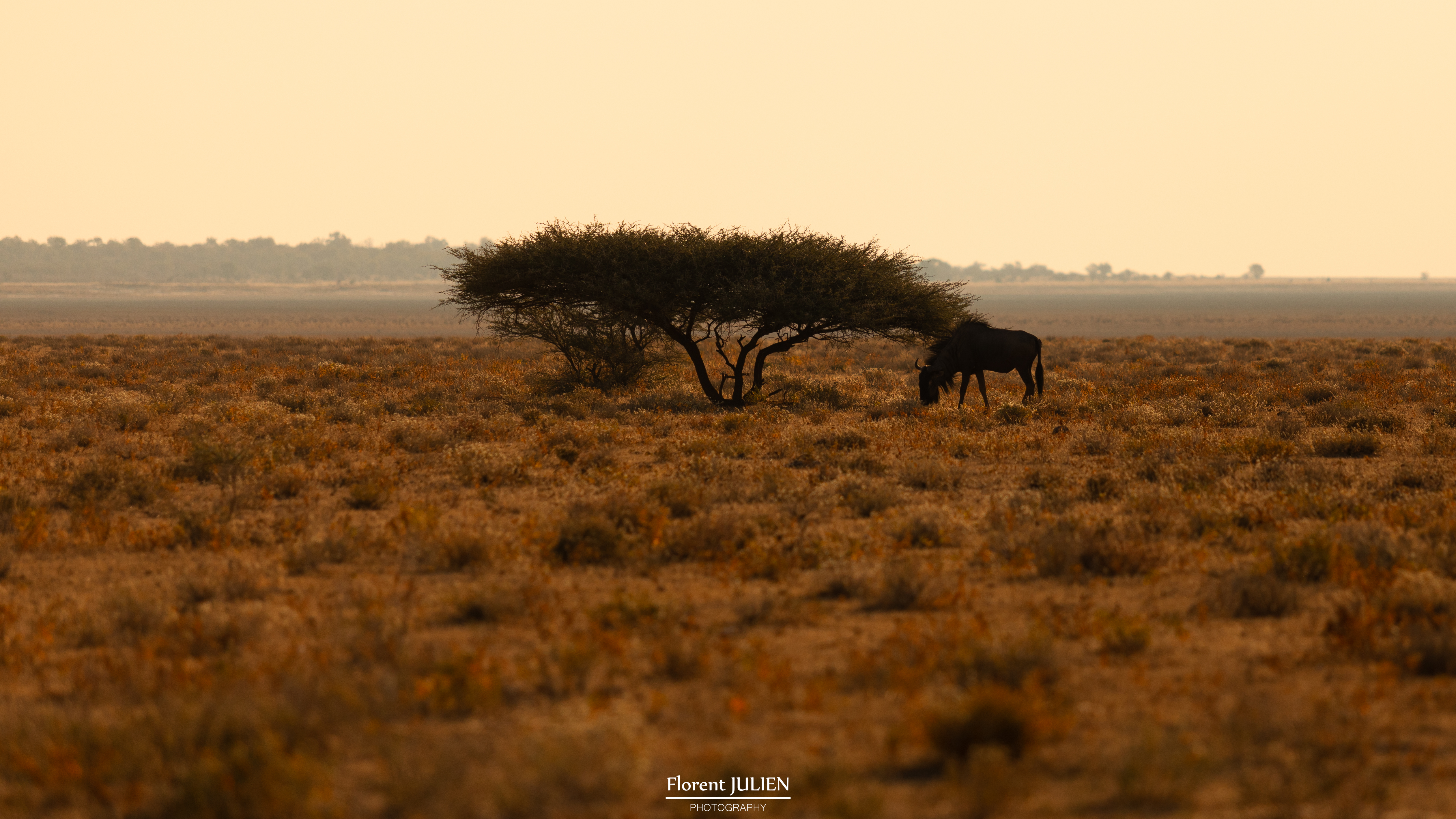 Etosha National Park