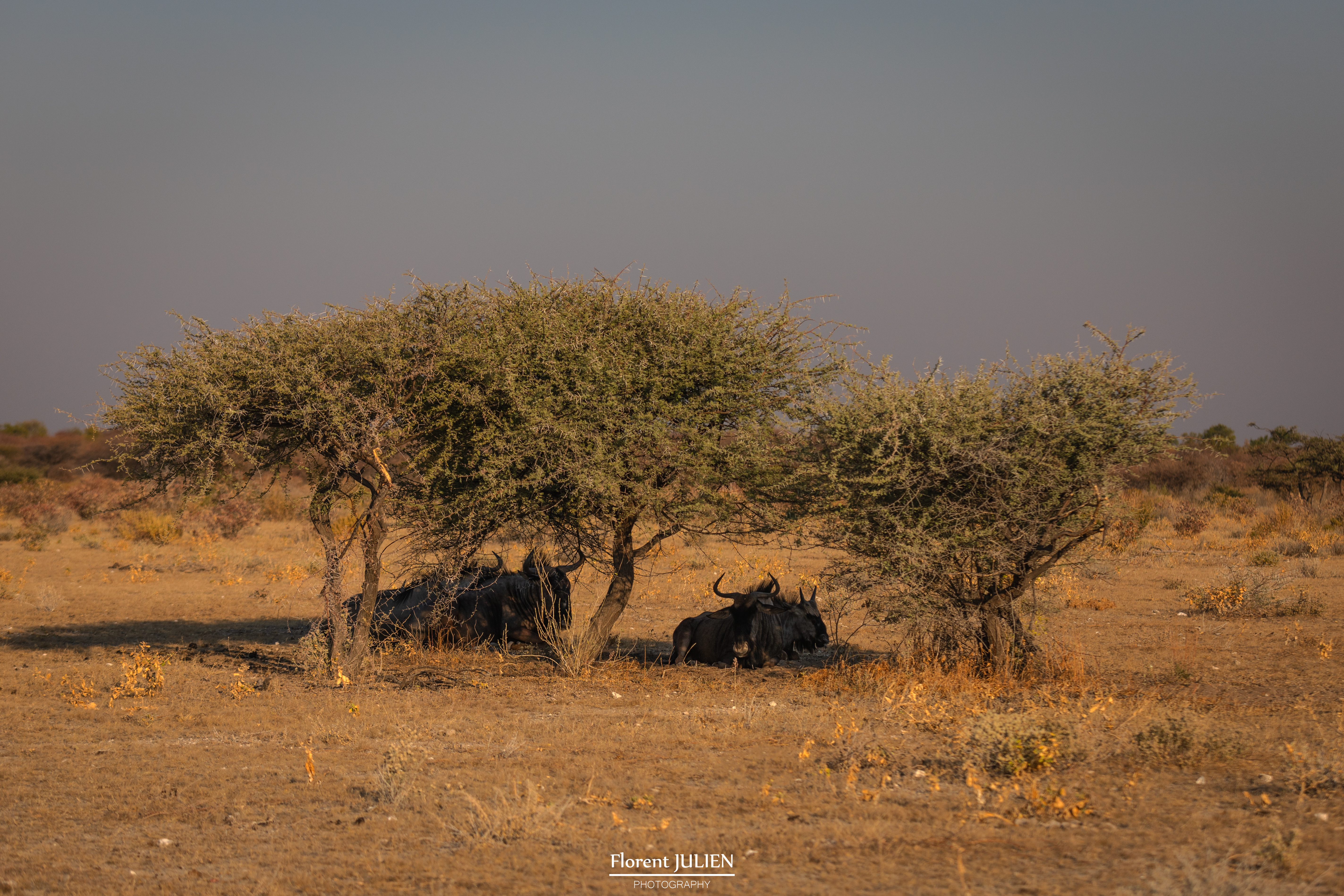 Etosha National Park