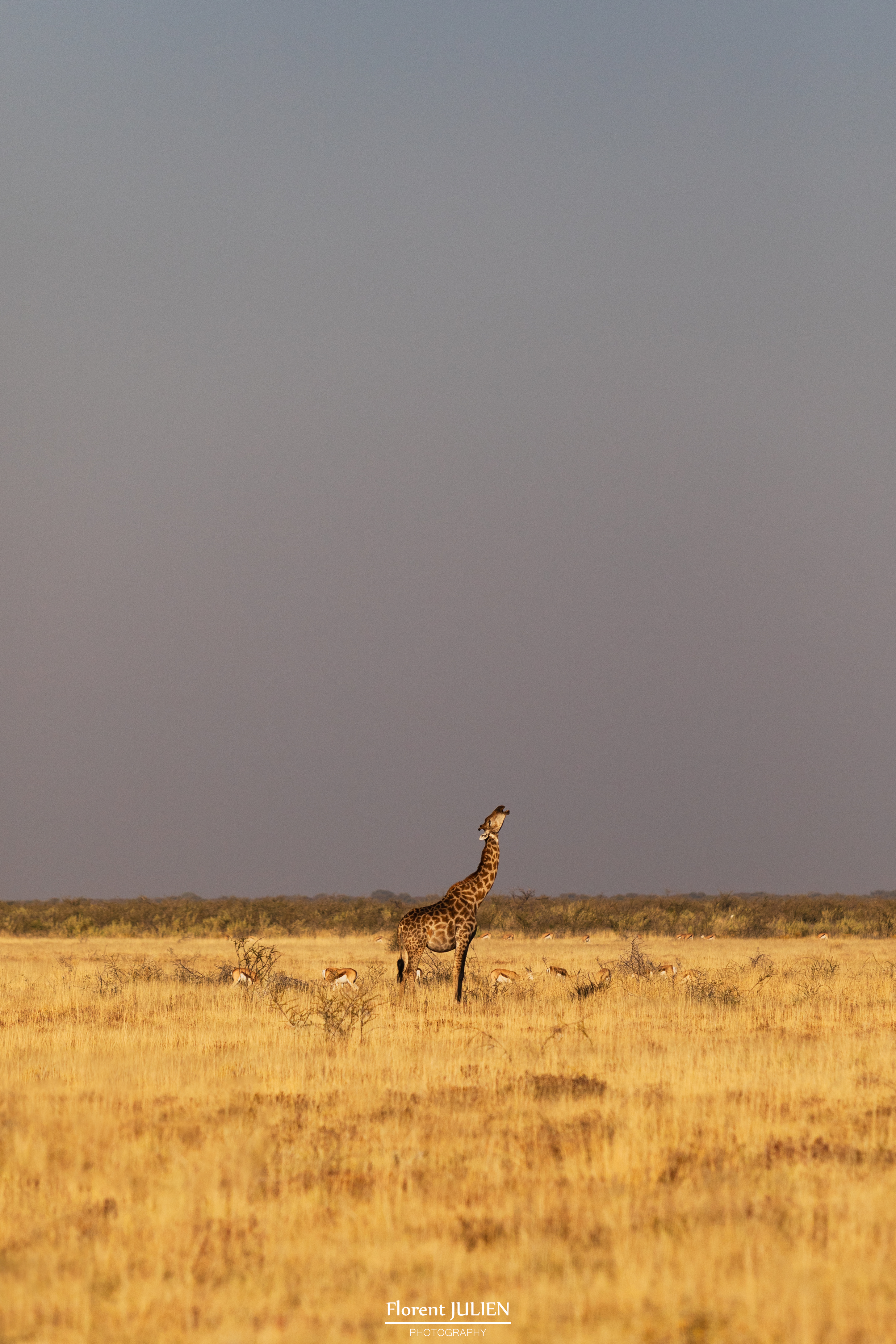 Etosha National Park