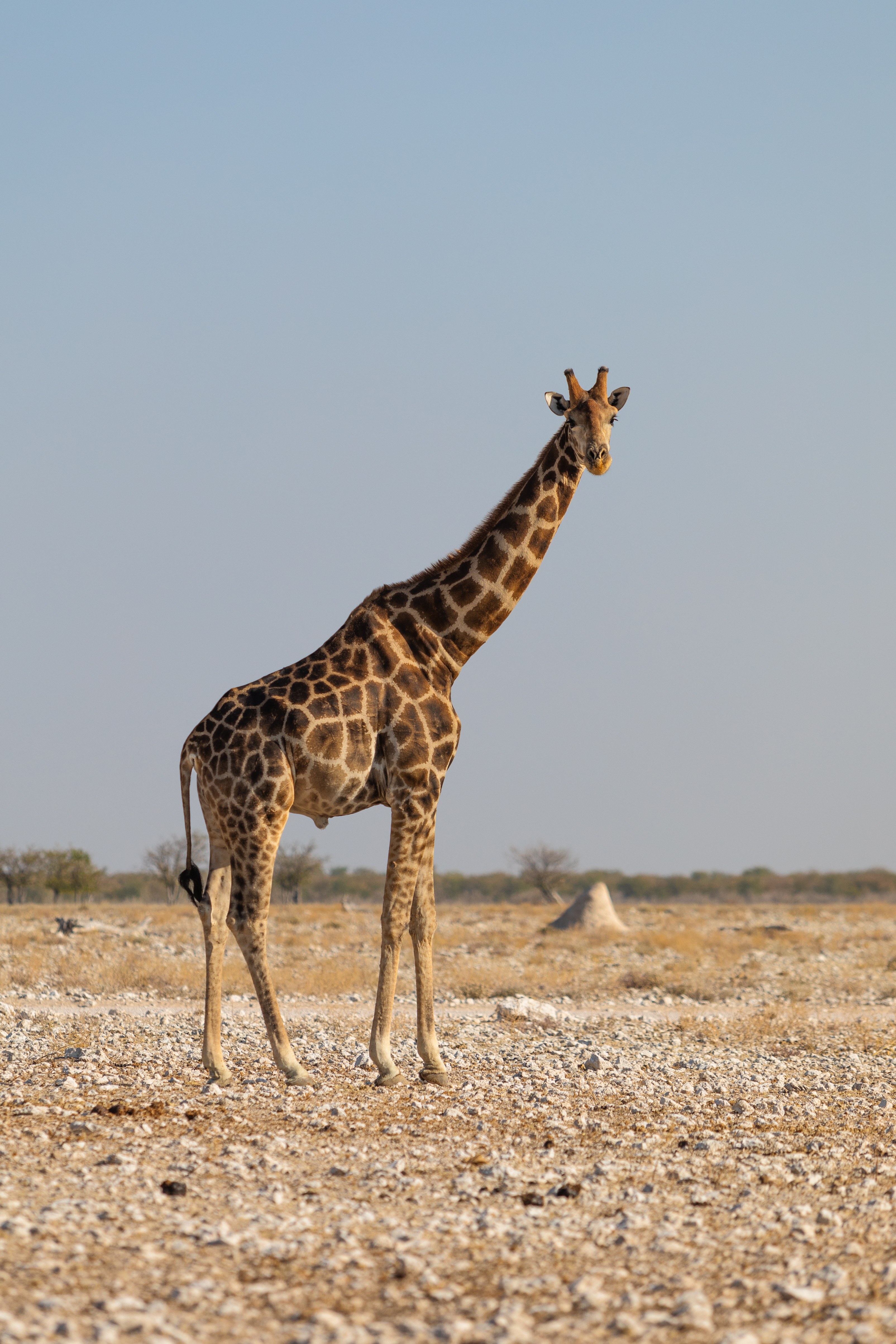 Etosha National Park