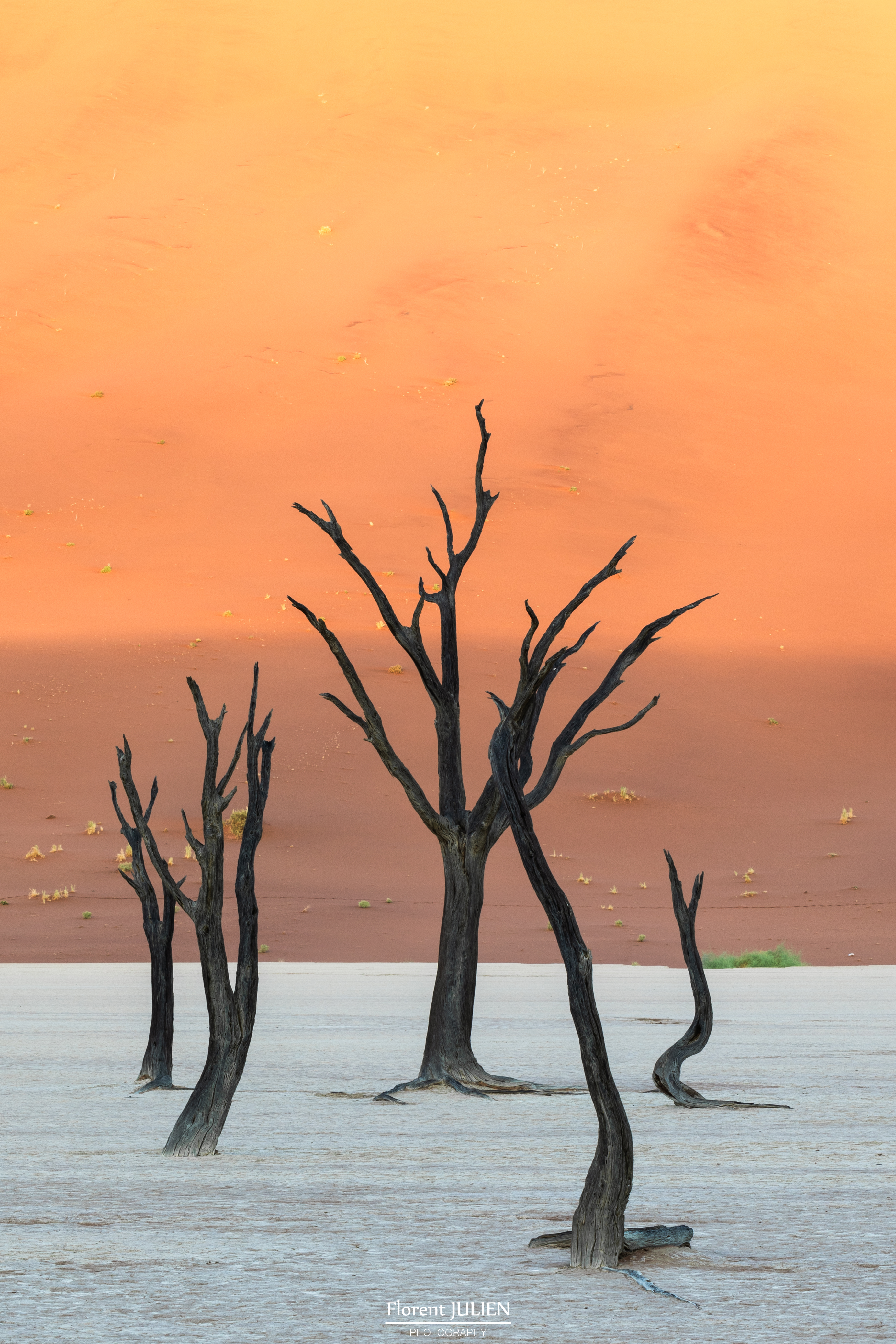 Dead Vlei
