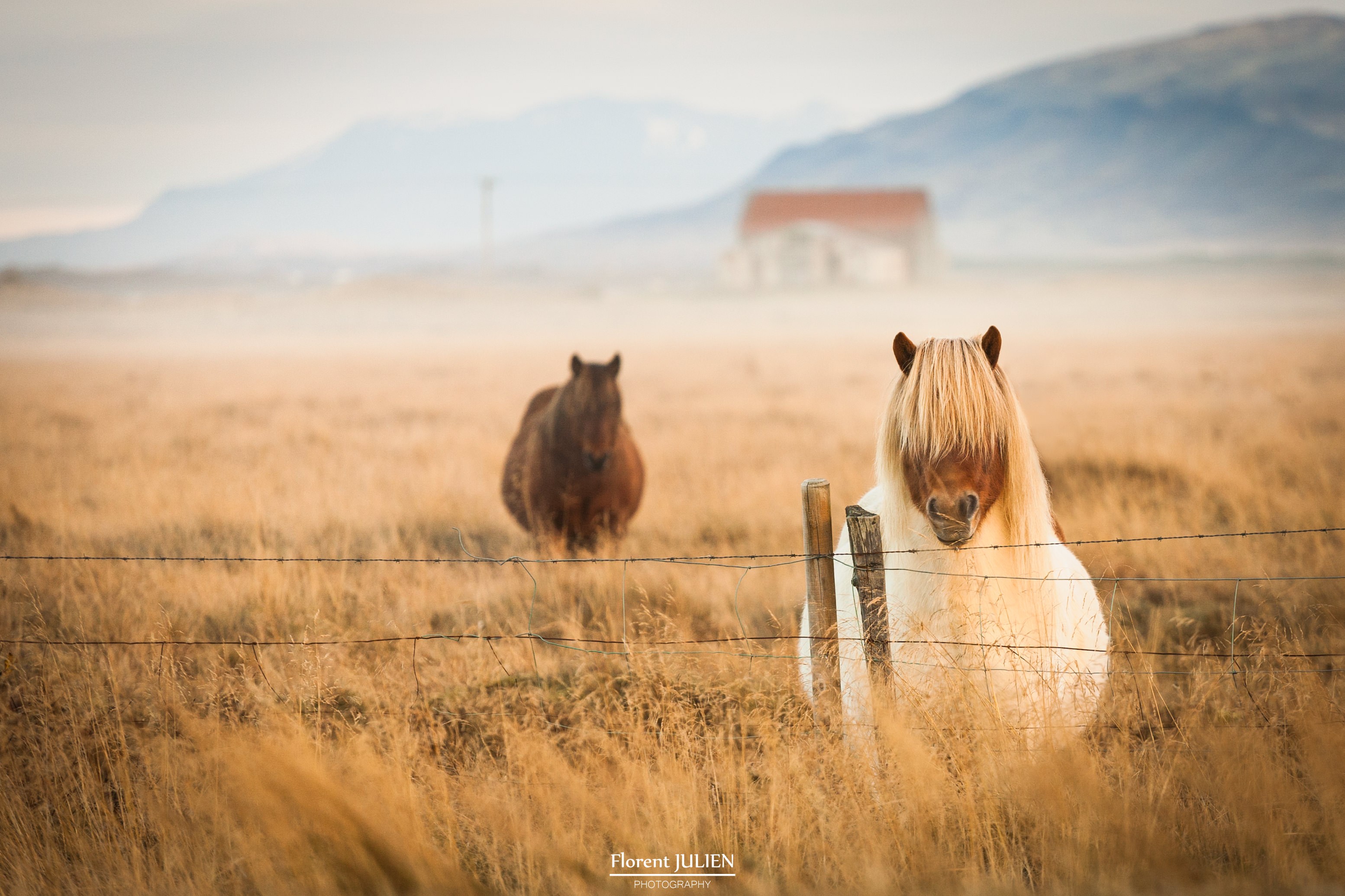 Icelandic horses