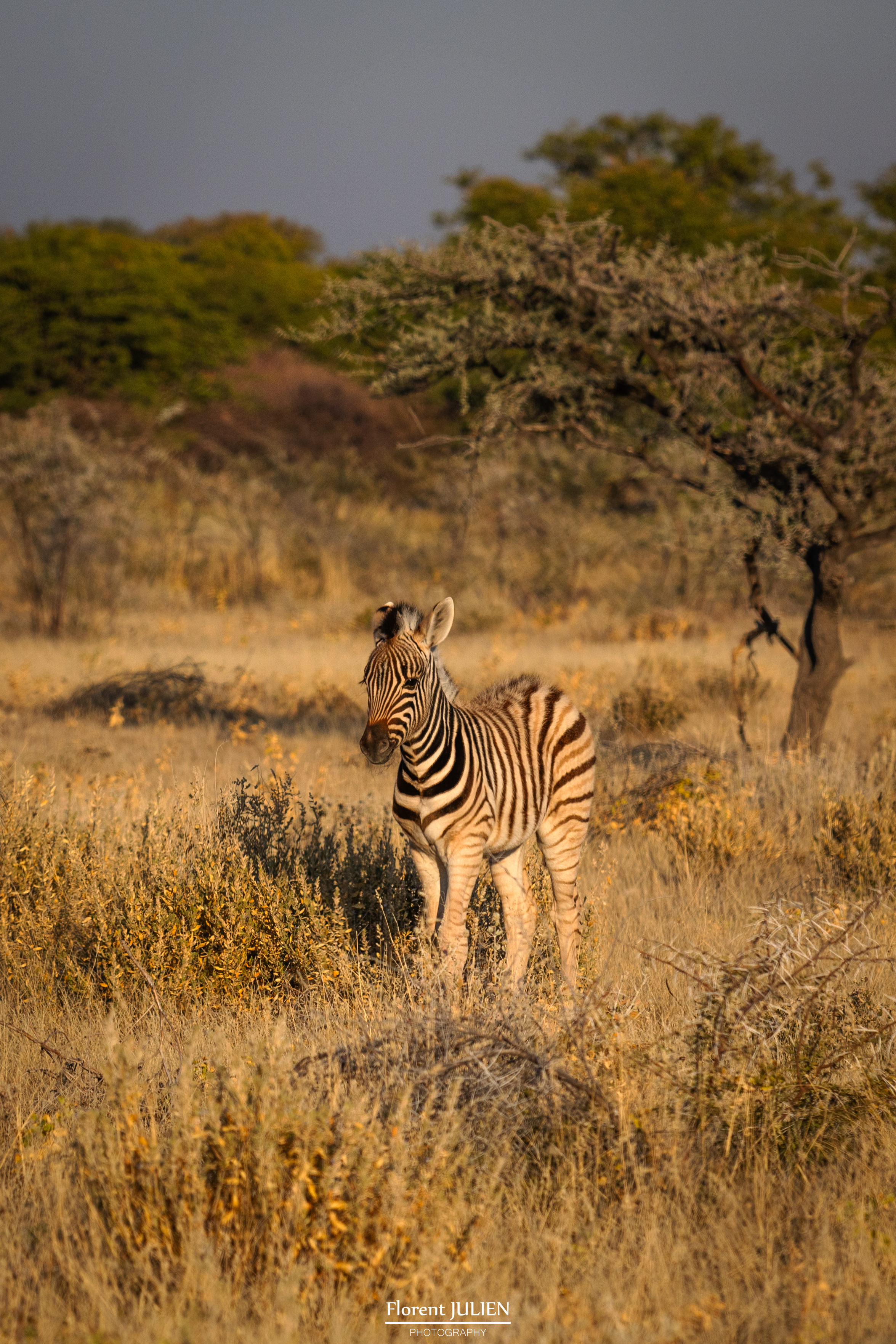 Etosha