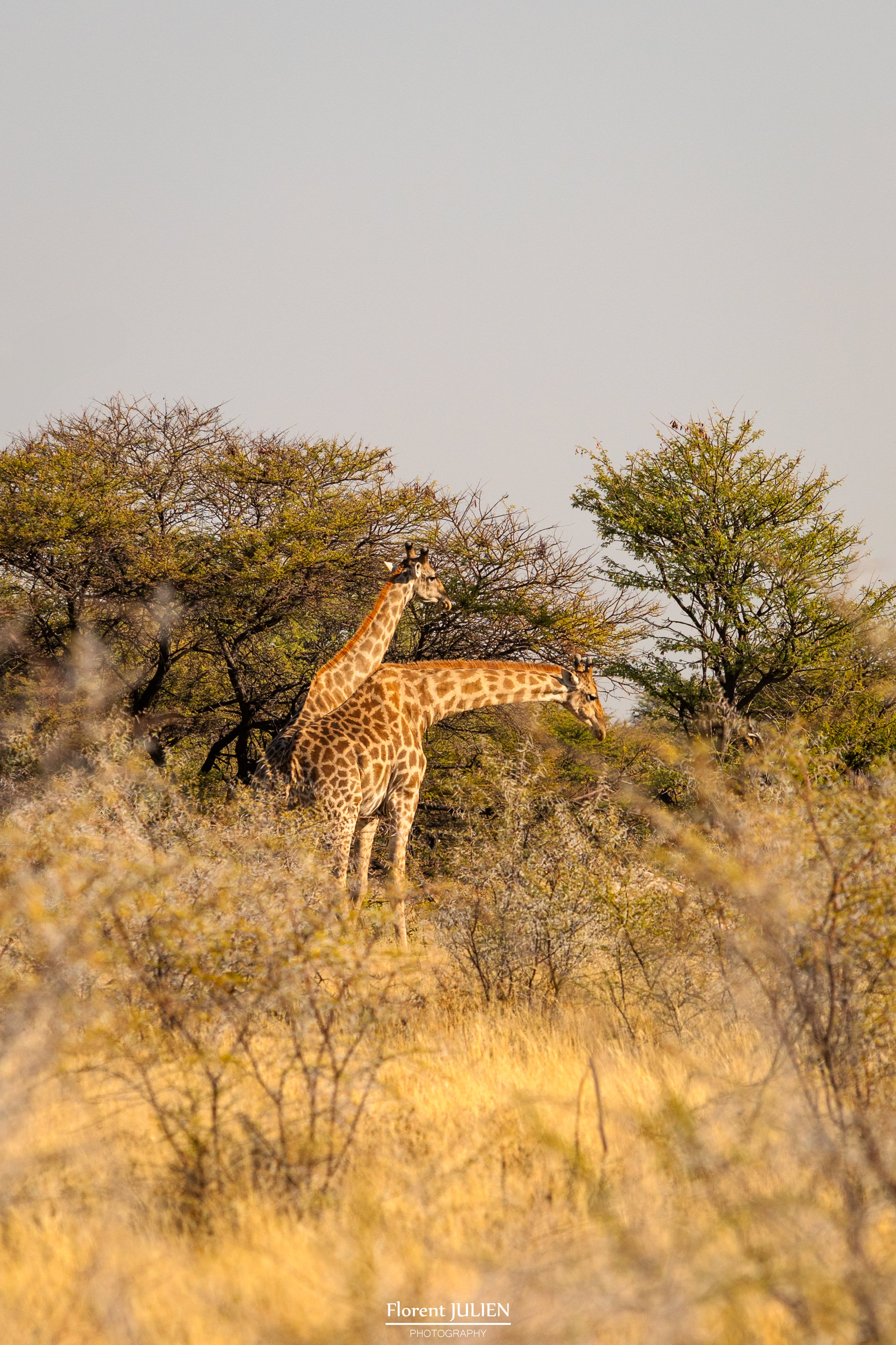 Etosha
